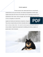 Finnish Lapphund