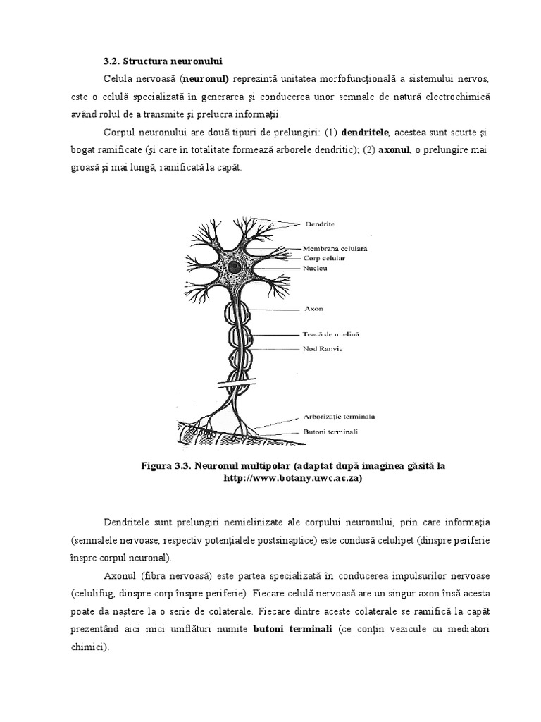 04 Structura Neuronului | PDF