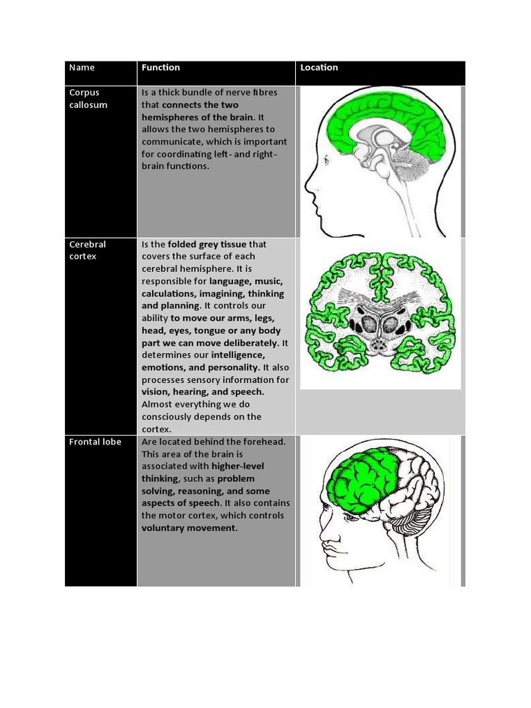 Name Corpus Callosum: Function Location | PDF | Cerebral Hemisphere ...