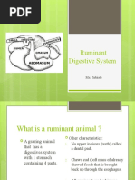 Ruminant Digestive System: Ms. Zubiate