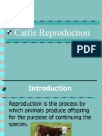 Cattle Reproduction