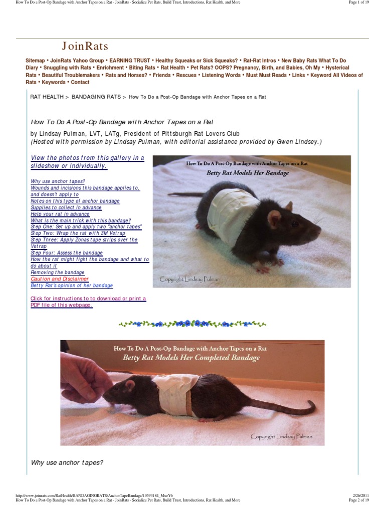 How To Do a PostOp Anchor Bandage on a Rat Lindsay Pulman Surgical