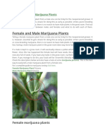 Female and Male Marijuana Plants