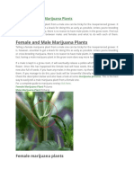 Identify Female and Male Marijuana Plants