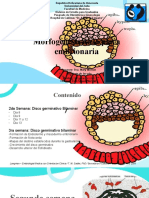 Morfologia de La Placa Embrionaria