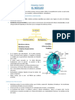 EL NÚCLEO 1 Parte