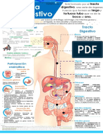 Infografia Metabolismo y Hormonas Sistema Digestivo 1 Downloable