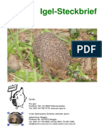 Igel Steckbrief