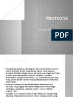 Protozoa - Usus