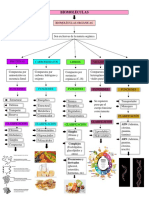 Biomoléculas Mapa Conceptual