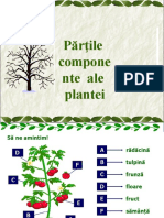 Partile Plantei