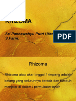 Rhizoma