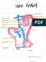 Circulación Fetal y Ejercicios