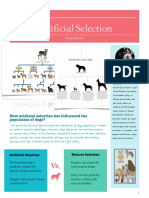 Artificial selection has drastically increased dog populations through focused breeding