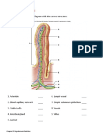 Intestinal_Villus