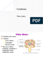 Cerebrum White Matter