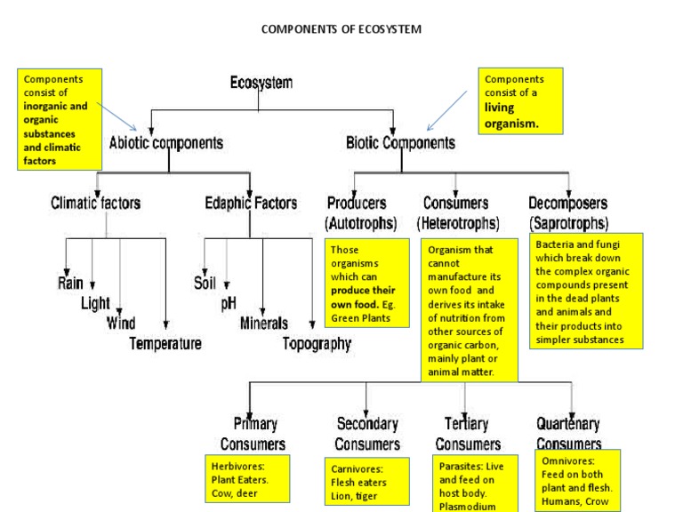 Ecosystem Components Explained | PDF | Science & Mathematics ...