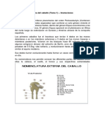 Nomenclatura Externa Del Caballo (Tema 1)