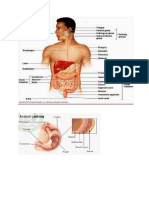 anatomi sistem pencernaan