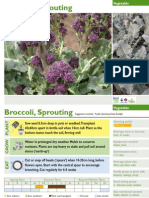 Sprouting broccoli