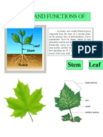 Parts and Functiond of Plants