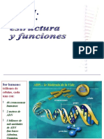 Dogma Central y Sintesis de Proteinas1