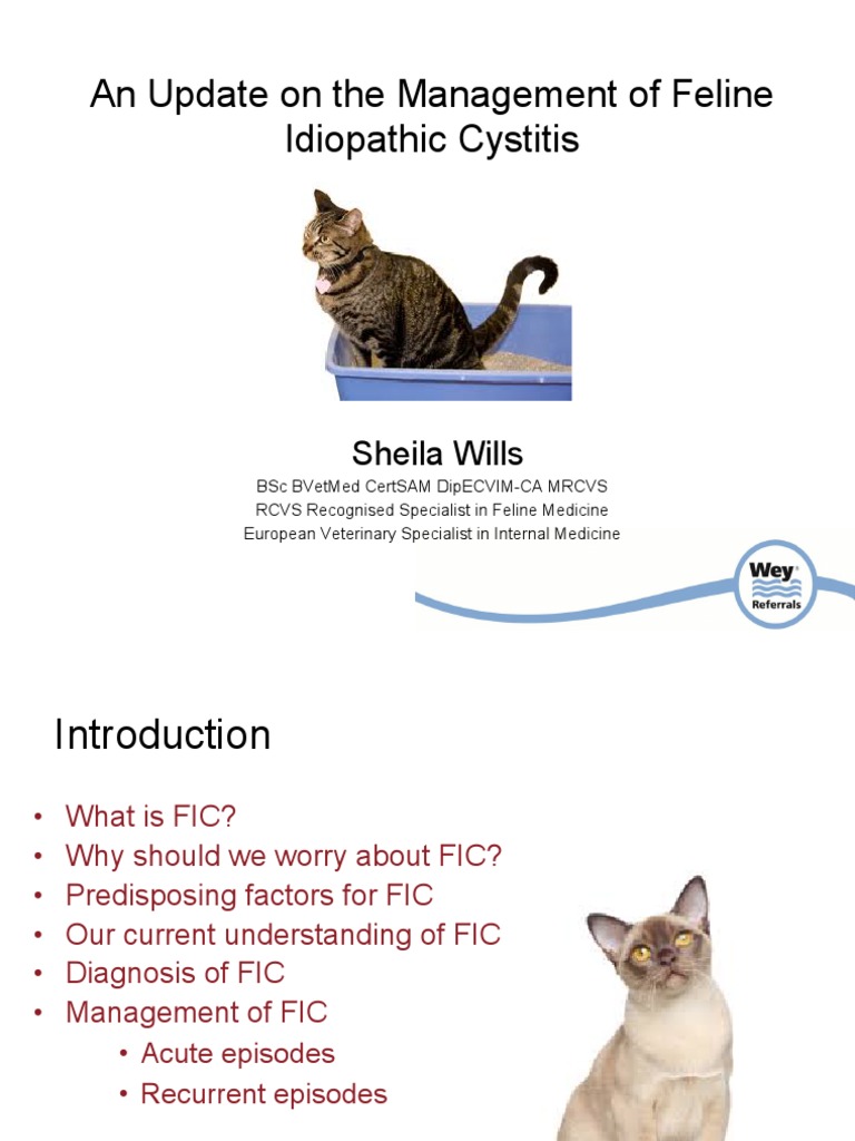 Feline Idiopathic Cystitis - Sheila Wills | PDF | Urinary Tract ...
