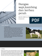 Bangsa Sapi, Kambing Dan Kerbau Perah