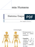 Anatomia  Humana (Osteologia)