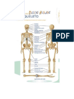 2 Esqueleto humano a saturacion oximetria reflejo popilar