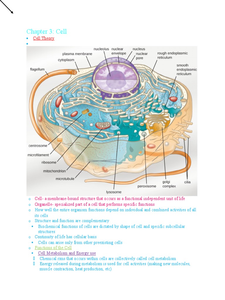 Understanding Cell Structure and Function | PDF | Endoplasmic Reticulum ...