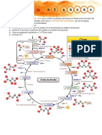 Ciclo de Krebs