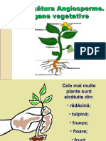 Încrengătura Angiosperme, Organe Vegetative