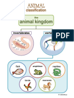 ANIMALKingdomClassification-1