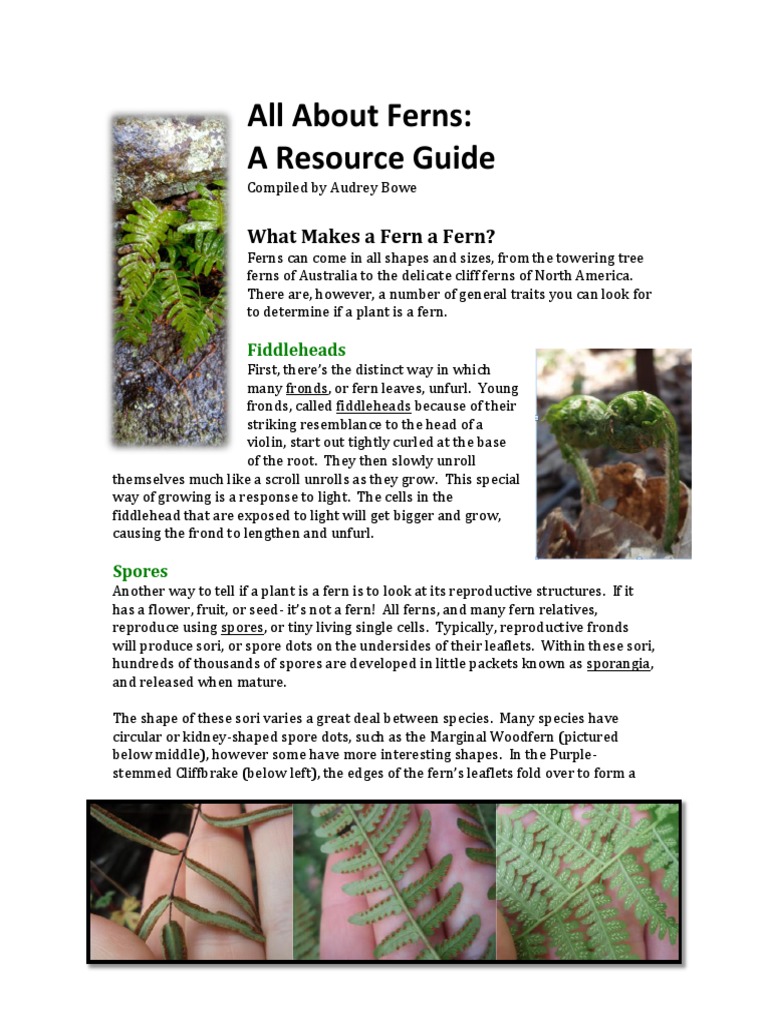 All About Ferns: A Resource Guide: What Makes A Fern A Fern? | PDF ...