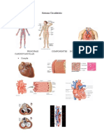 Resumo Anatomia Humana