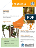 Bornean Orangutan Fact Sheet For School