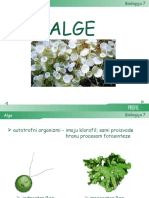 10 Alge