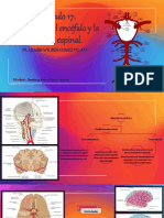 Tema 11. - Cap. 17 Irrigación Del Encéfalo y de La Médula Espinal