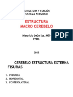 01EstructuraMacroExternaCEREBELO