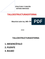 01EstructuraMacroExternaTallo