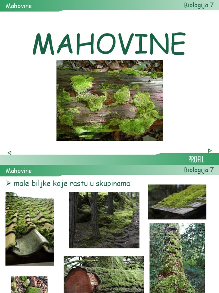 32 Mahovine | PDF