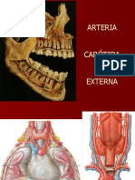 Carotida externa parte 2