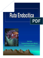 Clase Ruta Endoc Tica Kine 2011