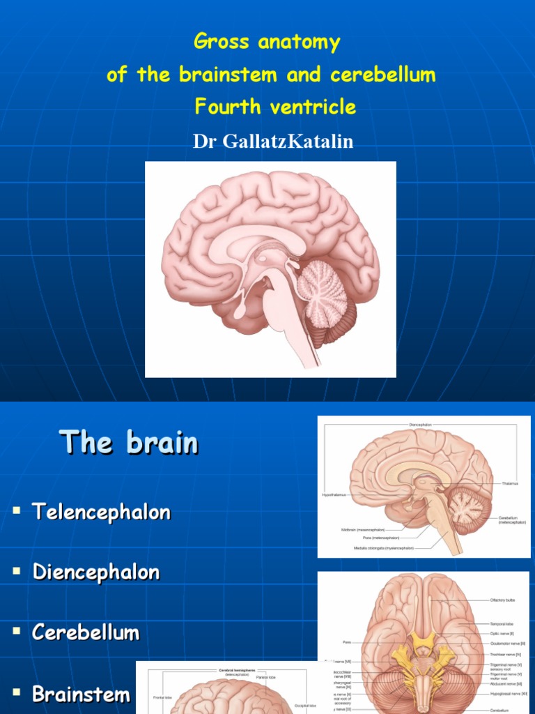 Brainstem and Cerebellum Anatomy Overview | PDF | Brainstem | Neuroanatomy