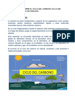 Ciclo Del Carbono