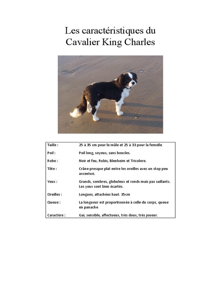 Nom Du Cavalier King Charles Sur Pix