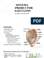 SISTEMA REPRODUCTOR MASCULINO II