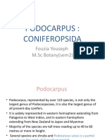 Podocarpus: The Largest Genus of Conifers