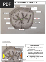 Anatomía del Canino Inferior | PDF | Anatomia dental | Boca